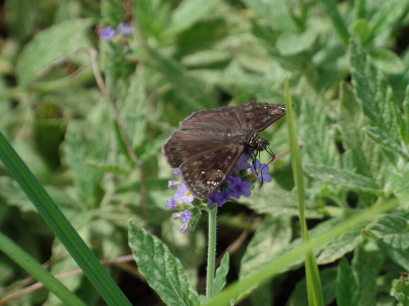 Brown Butterfly on Flower — Green, Calm