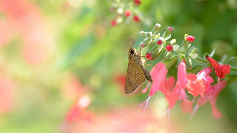 Brown Butterfly on Flower — Green, Serene, Afternoon