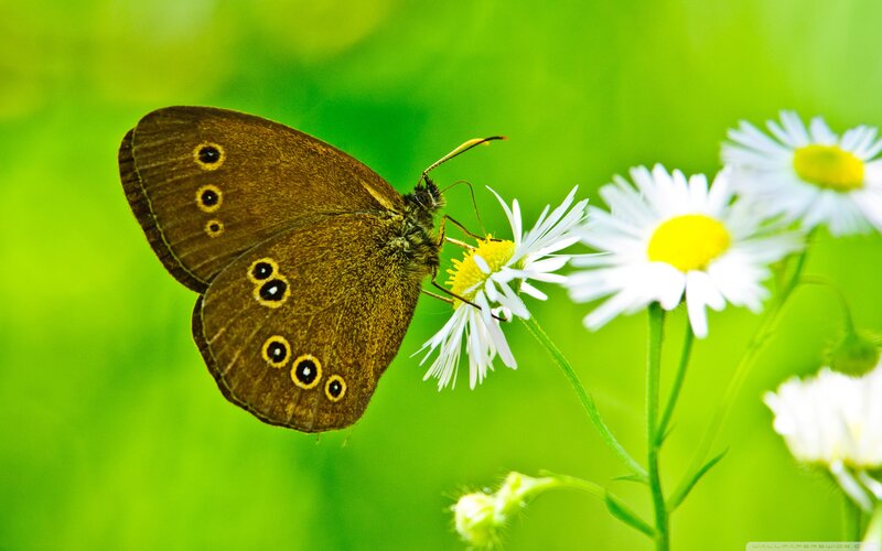 Brown Butterfly on Flower — Green, Serene