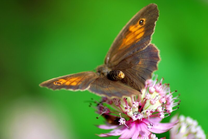 Brown Butterfly on Flower — Green