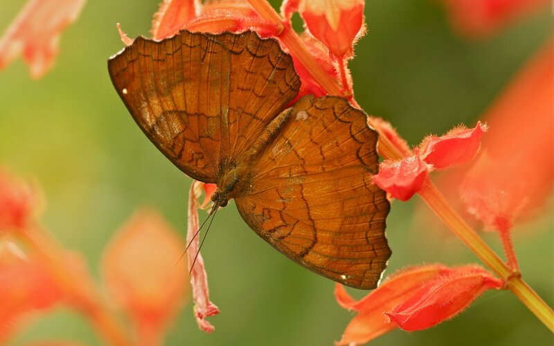 Brown Butterfly on Flower — Orange, Calm, Afternoon