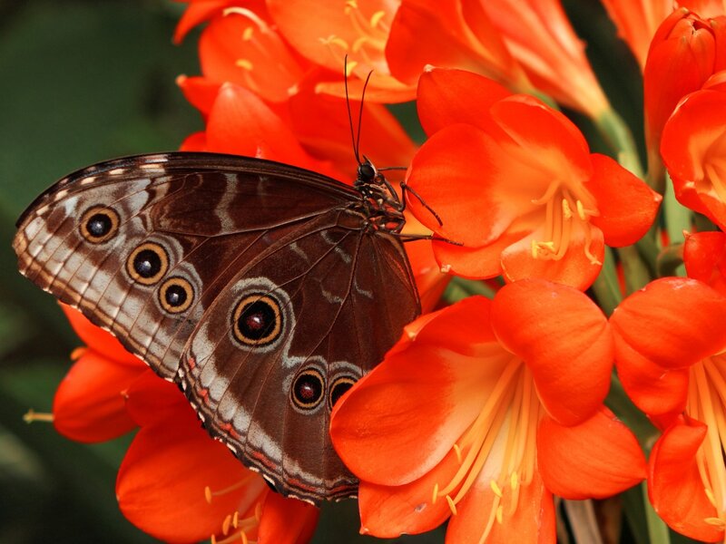 Brown Butterfly on Flower — Orange, Calm
