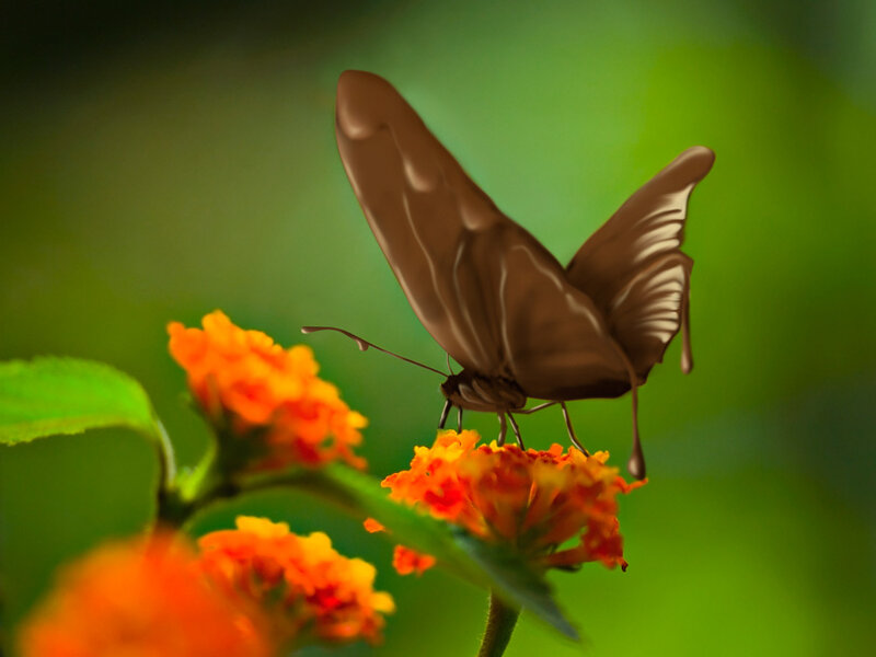 Brown Butterfly on Flower — Orange