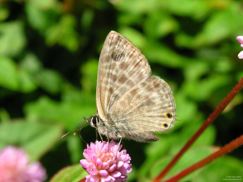 Brown Butterfly on Flower — Pink, Calm, Afternoon, Photograph