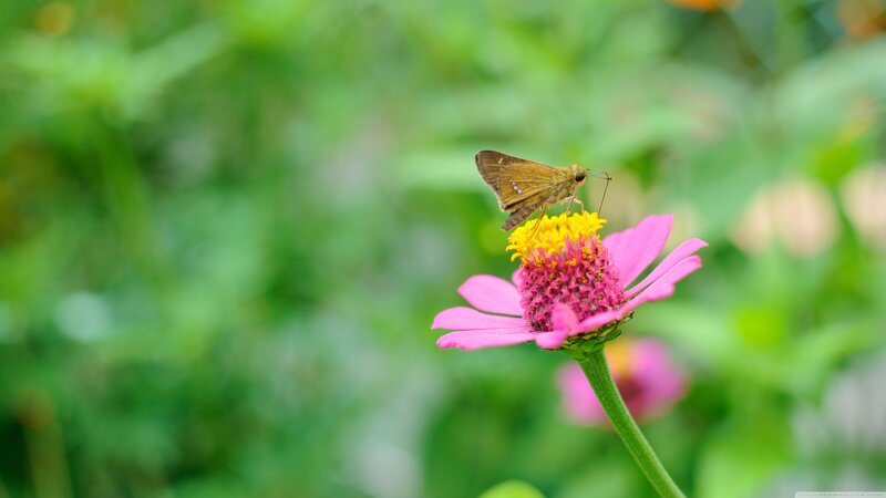 Brown Butterfly on Flower — Pink, Calm, Afternoon