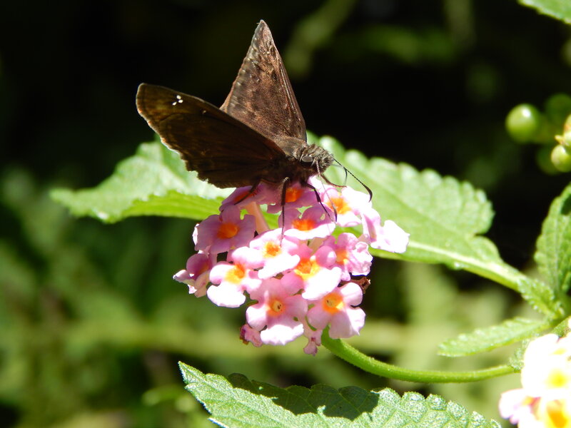 Brown Butterfly on Flower — Pink, Calm