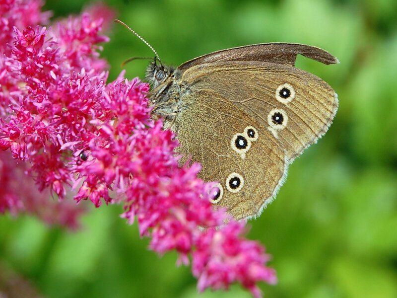 Brown Butterfly on Flower — Pink
