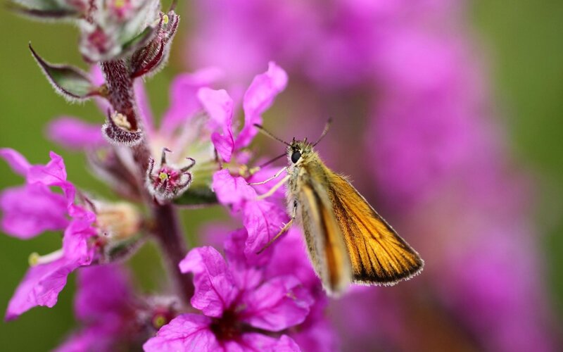 Brown Butterfly on Flower — Purple, Calm, Summer