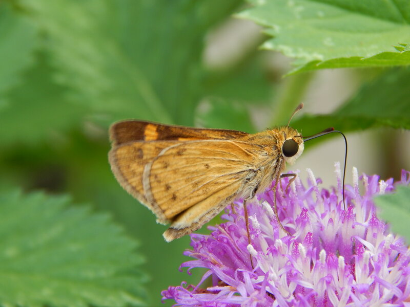 Brown Butterfly on Flower — Purple, Calm