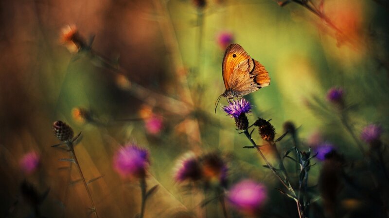 Brown Butterfly on Flower — Purple, Serene