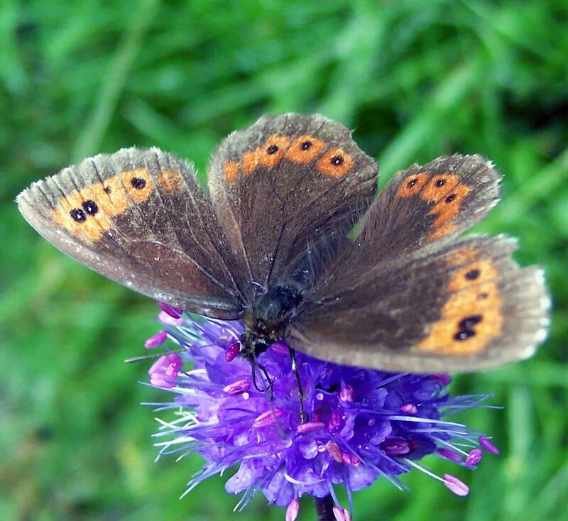 Brown Butterfly on Flower — Purple