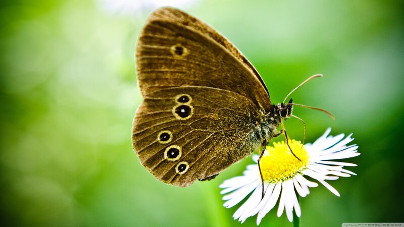 Brown Butterfly on Flower — Serene, Afternoon