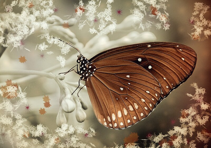 Brown Butterfly on Flower — Serene, Autumn