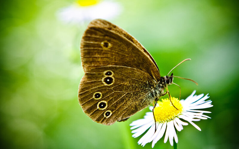Brown Butterfly on Flower — Serene