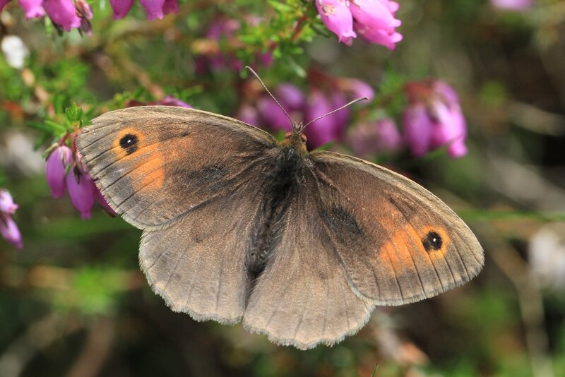 Brown Butterfly on Flower
