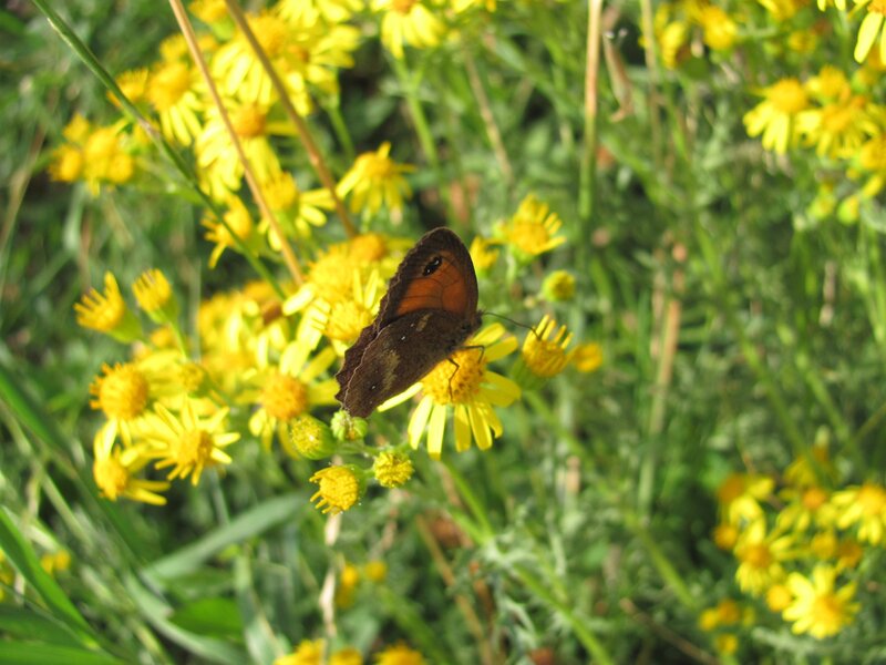 Brown Butterfly on Flower — Yellow, Calm, Afternoon, Photograph