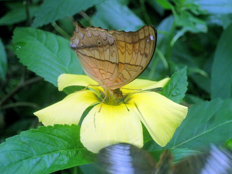 Brown Butterfly on Flower — Yellow, Natural