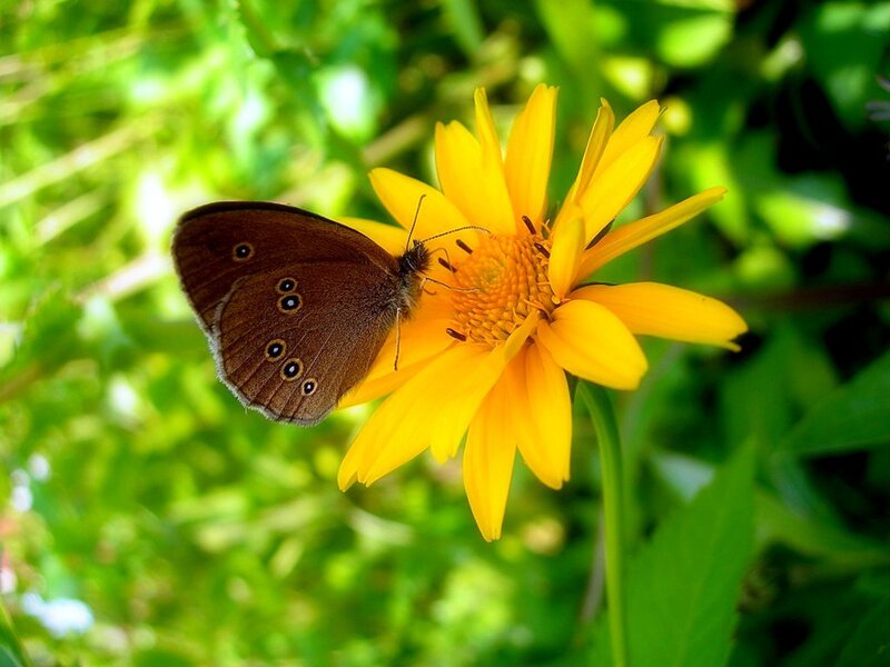 Brown Butterfly on Flower — Yellow, Serene, Afternoon