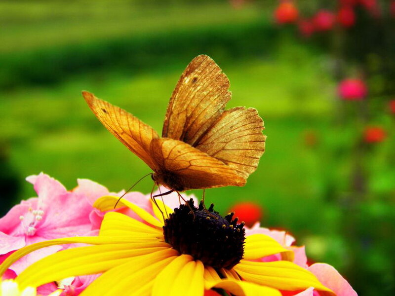 Brown Butterfly on Flower — Yellow, Serene