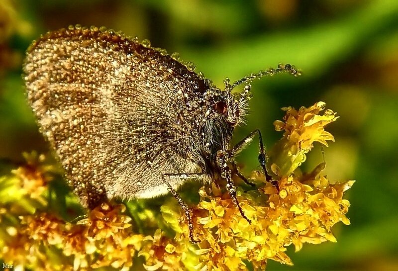Brown Butterfly on Flower — Yellow