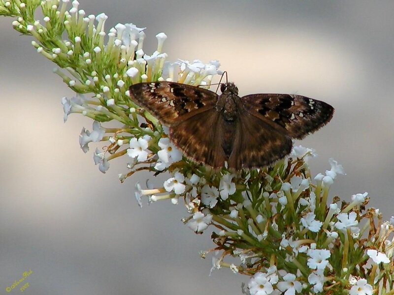 Brown Butterfly on Flowers