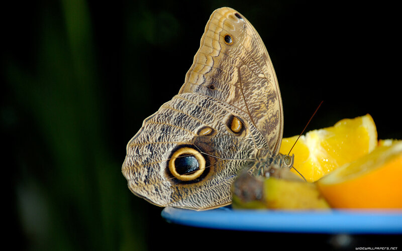Brown Butterfly on Fruit