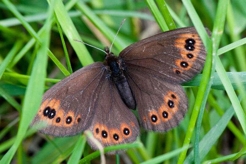 Brown Butterfly on Grass — Green, Natural