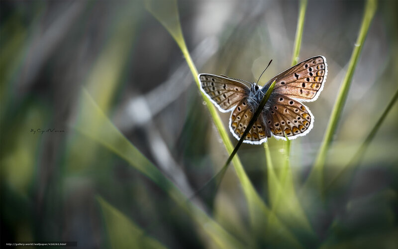 Brown Butterfly on Grass — Green, Serene, Morning