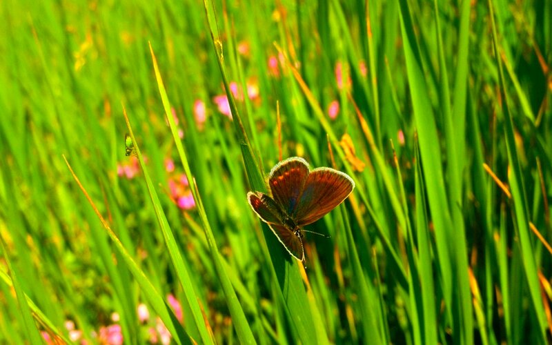 Brown Butterfly on Grass — Green, Serene
