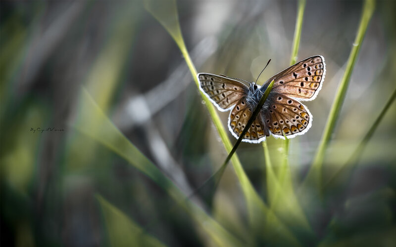 Brown Butterfly on Grass — Green