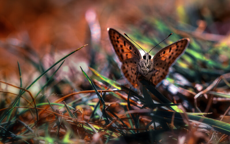 Brown Butterfly on Grass — Natural
