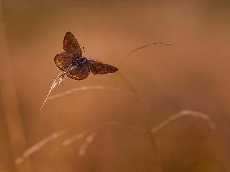 Brown Butterfly on Grass — Serene