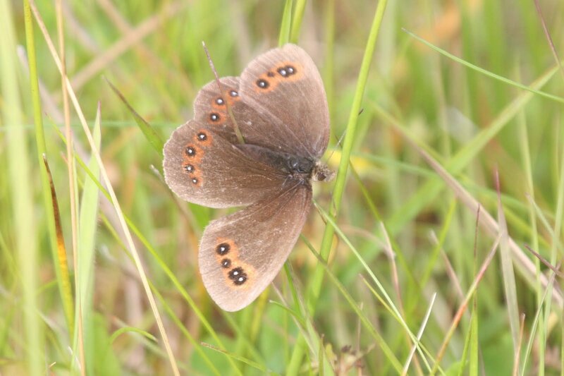 Brown Butterfly on Grass
