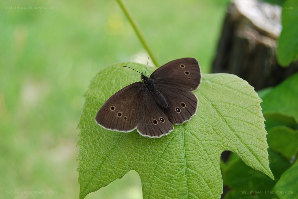 brown butterfly on green leaf