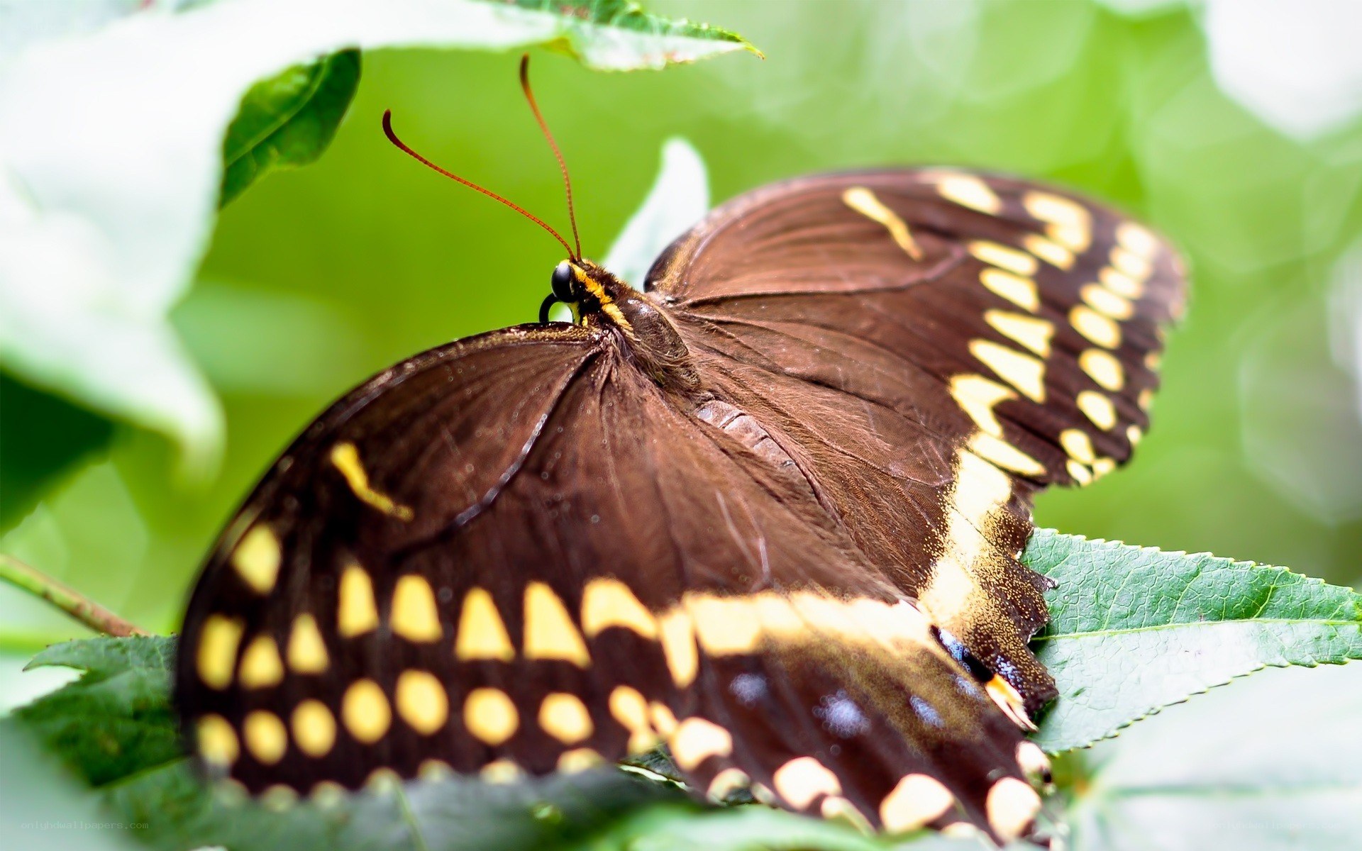 brown butterfly on green leaf