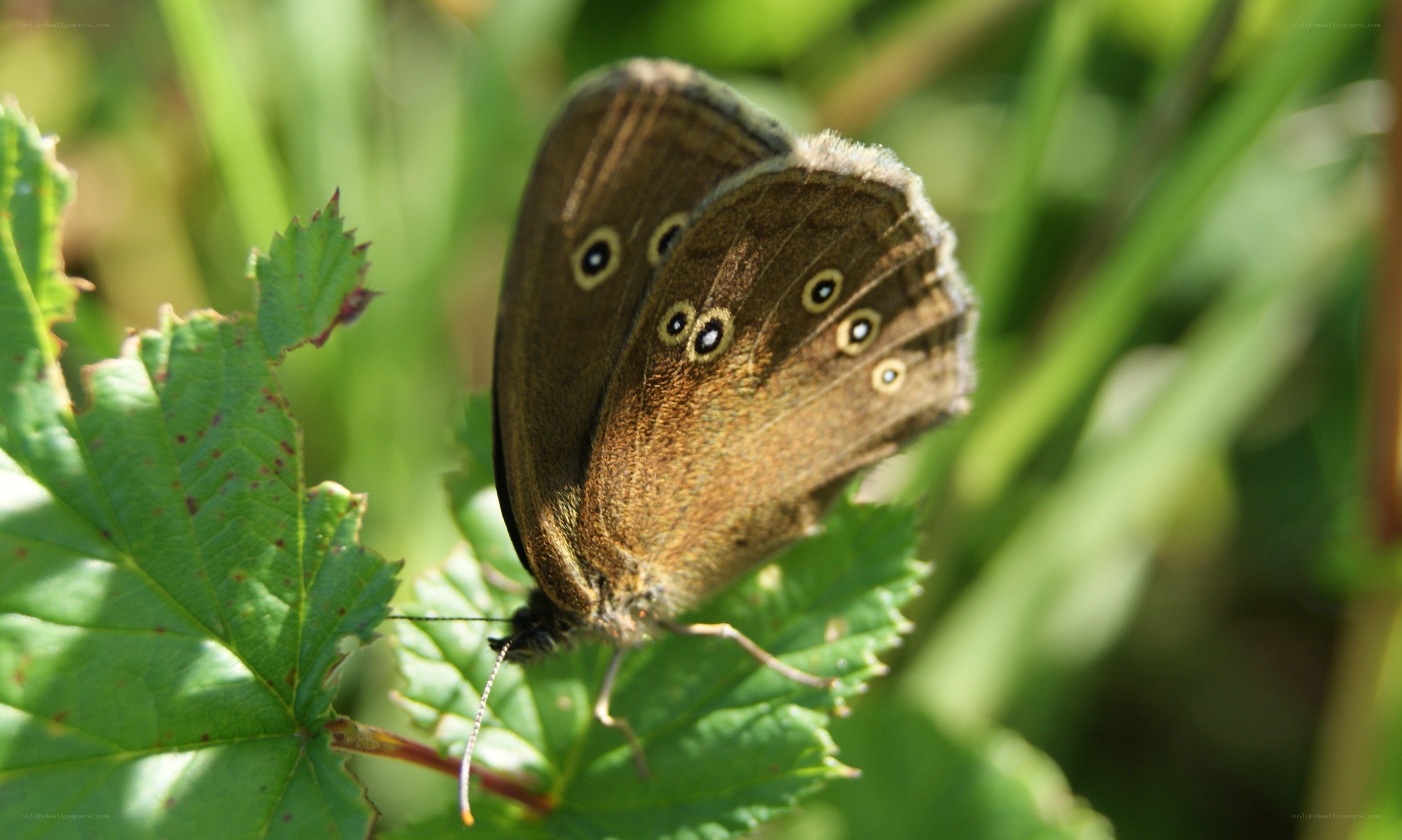 Brown butterfly on green leaf