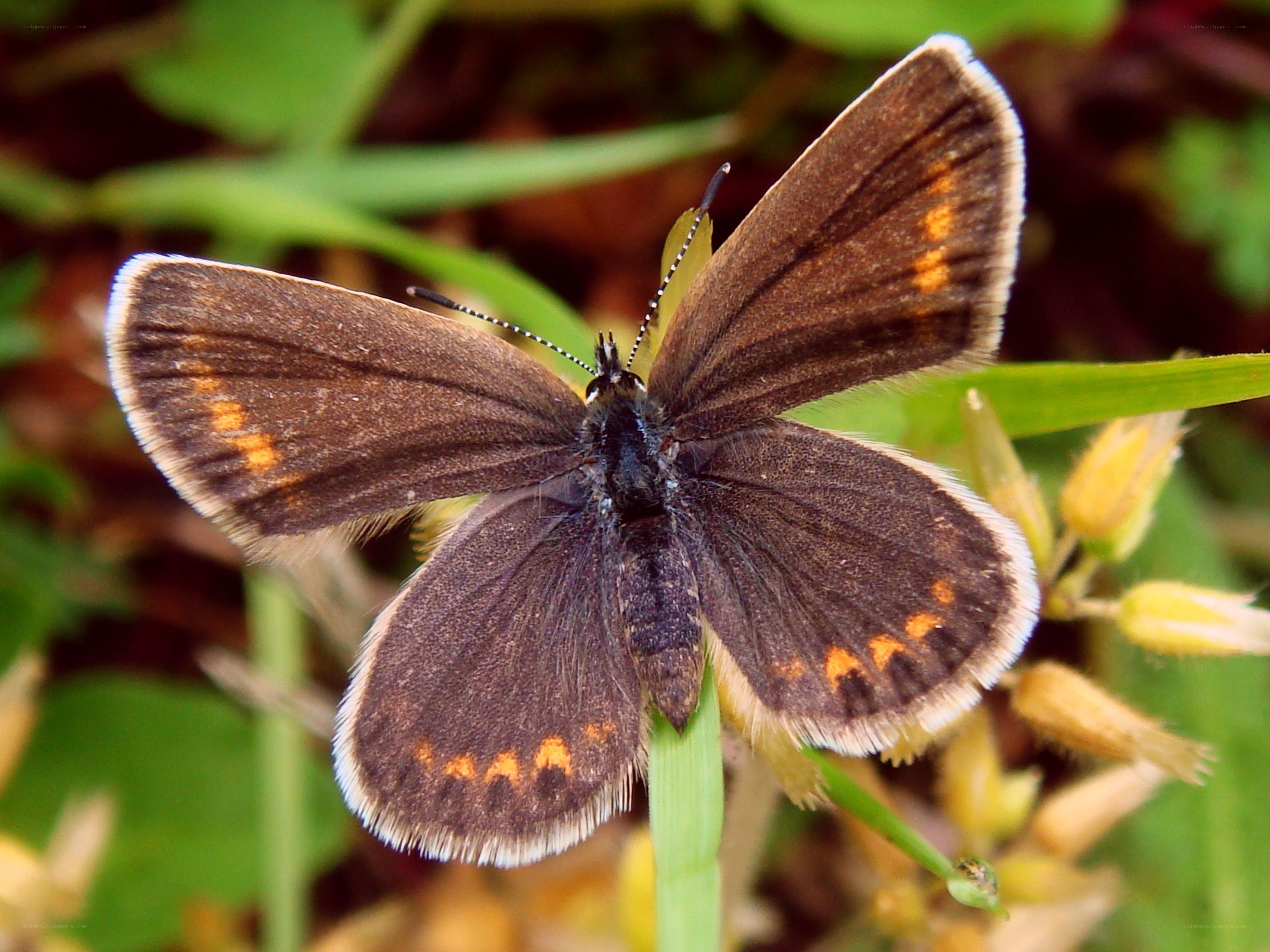 brown butterfly on green leaf