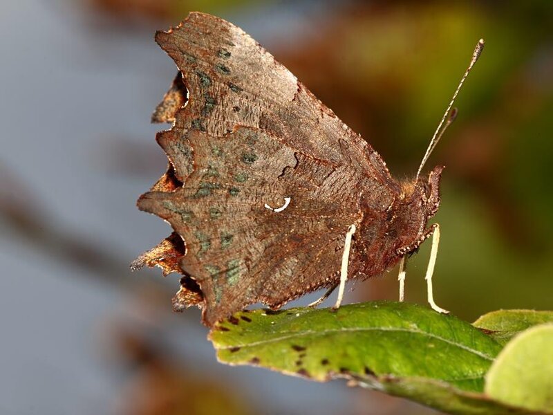 brown butterfly on green leaf