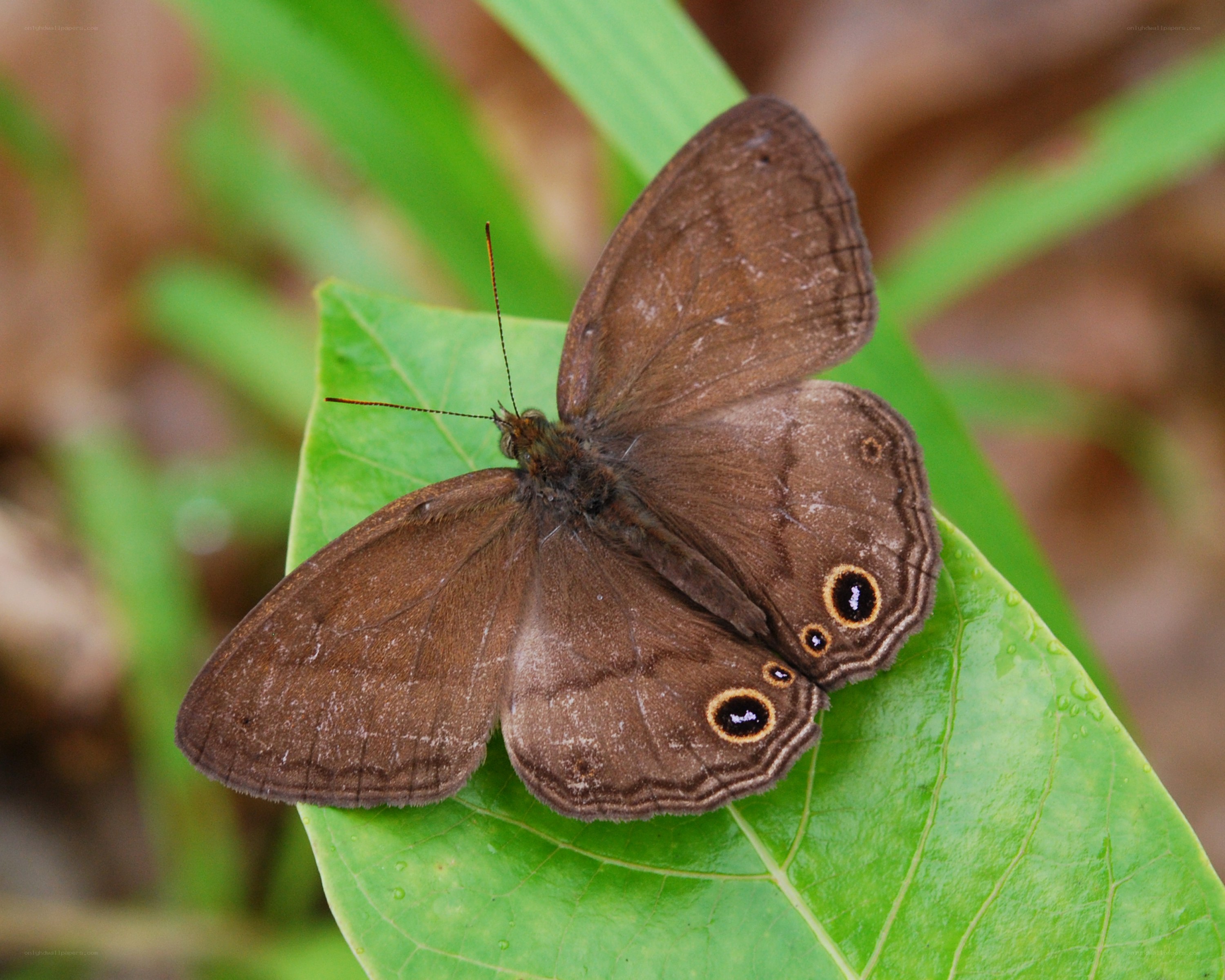 brown butterfly on green leaf