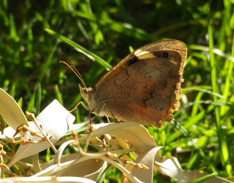 Brown Butterfly on Leaf — Calm, Afternoon