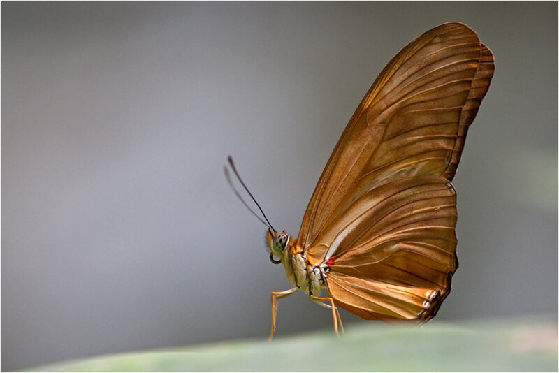 Brown Butterfly on Leaf — Calm, Photograph