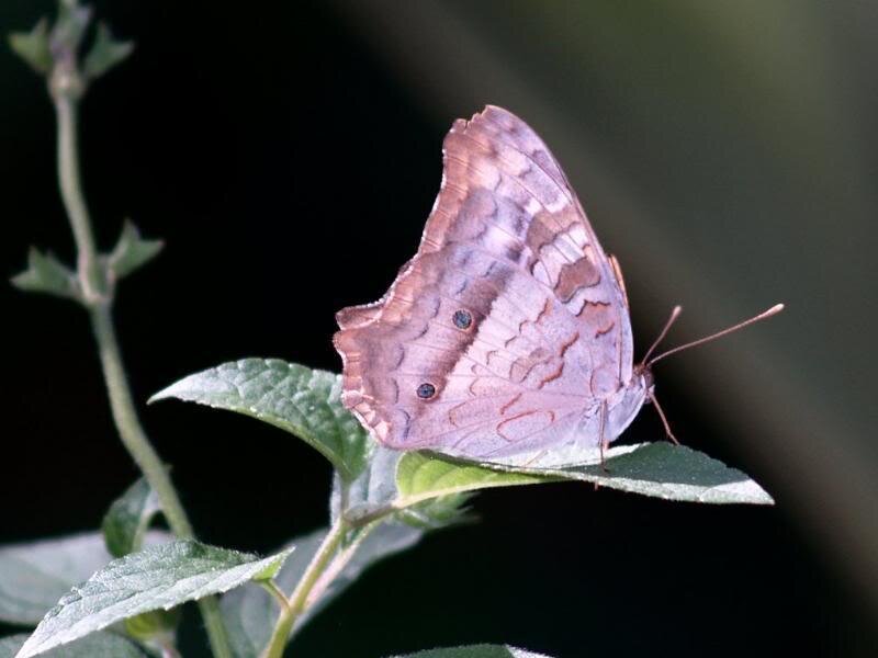 Brown Butterfly on Leaf — Calm