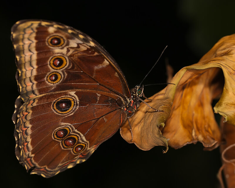 Brown Butterfly on Leaf — Dramatic