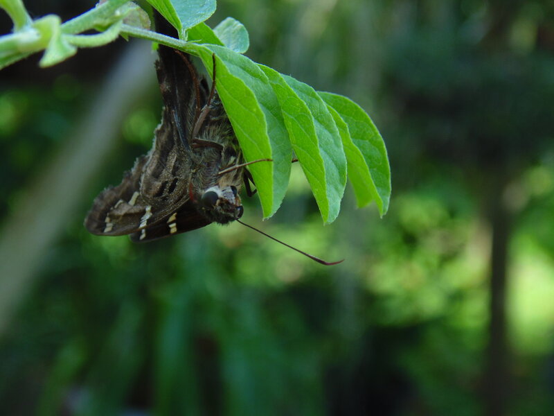 Brown Butterfly on Leaf — Green, Calm, Afternoon, Photograph, Plant Stem