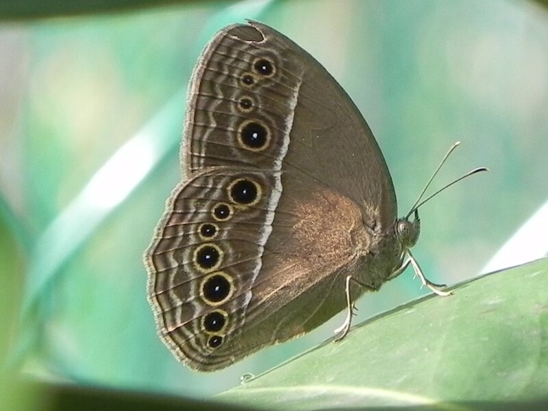 Brown Butterfly on Leaf — Green, Calm, Afternoon