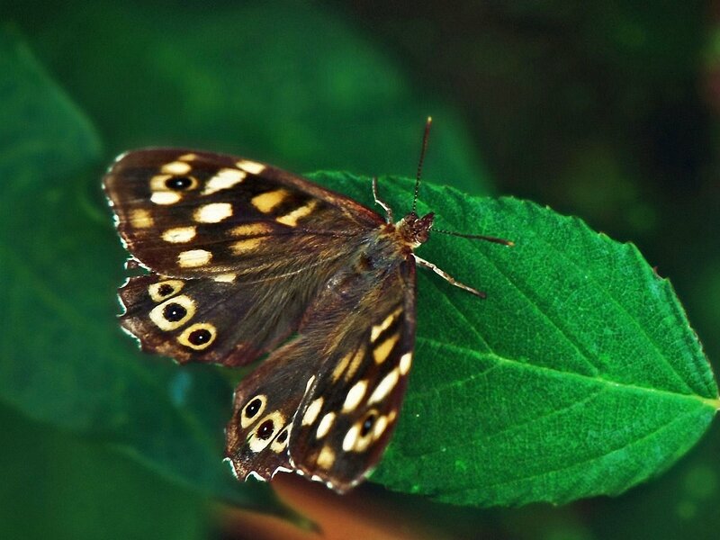 Brown Butterfly on Leaf — Green, Calm, Photograph, Insect