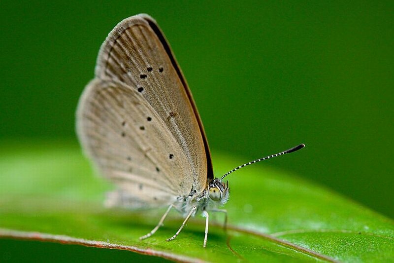 Brown Butterfly on Leaf — Green, Calm