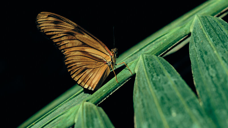 Brown Butterfly on Leaf — Green, Dramatic