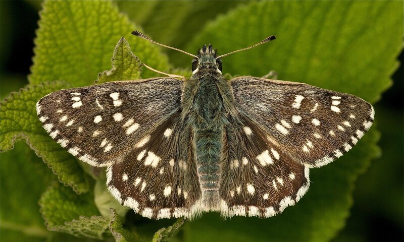 Brown Butterfly on Leaf — Green, Natural, Afternoon, Photograph, White