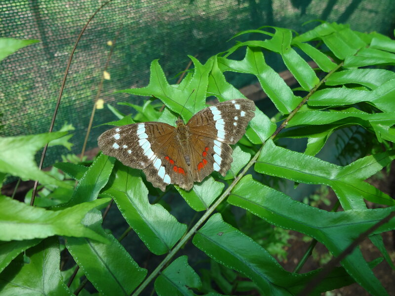 Brown Butterfly on Leaf — Green, Natural, Afternoon